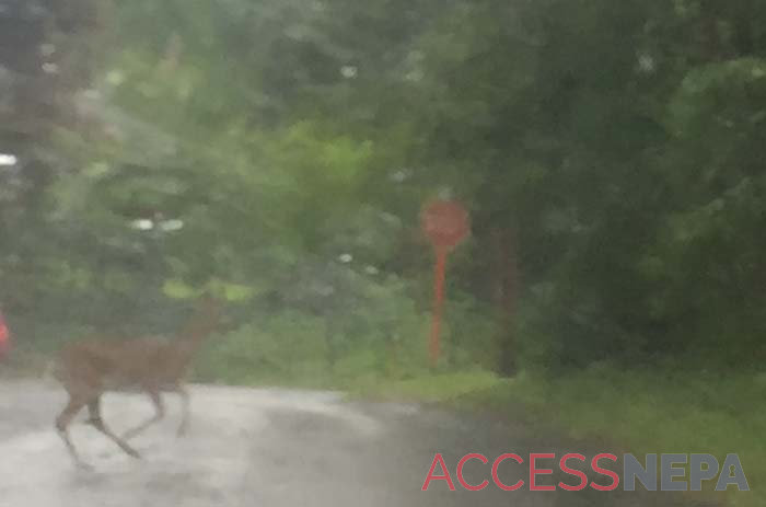 Deer crossing road near stop sign