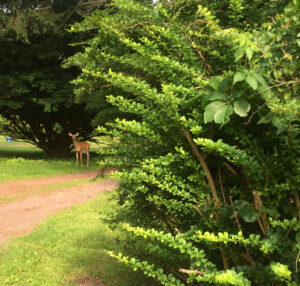 deer on dirt path near trees