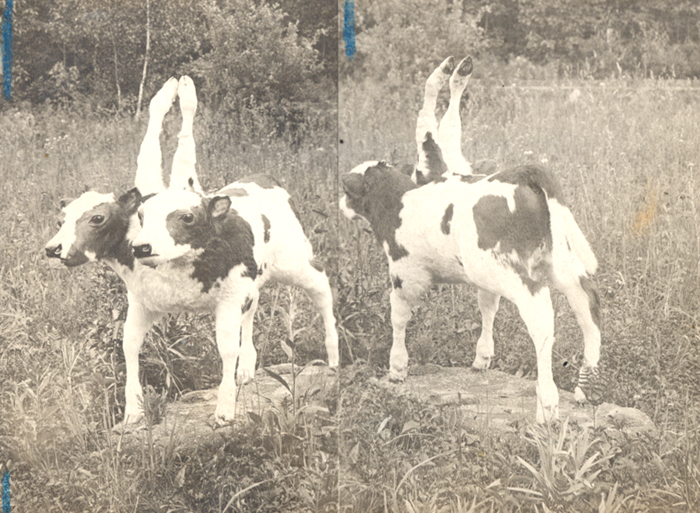 two headed calf