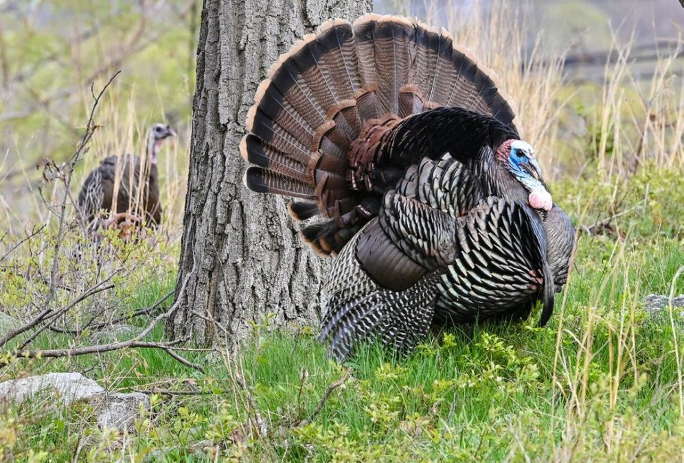 Wild turkey sightings wanted by PA Game Commission