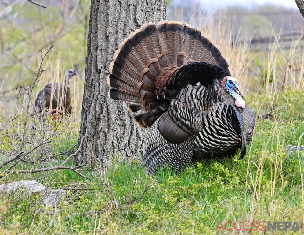 A male wild turkey fans its feathers by a tree.