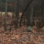Two deer stand amid trees
