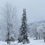 Tall evergreen in snow