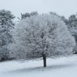 A bushy tree is white with snow on branches