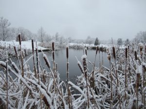 Frosted cattails rim a pond