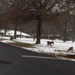 Deer stand by a roadside