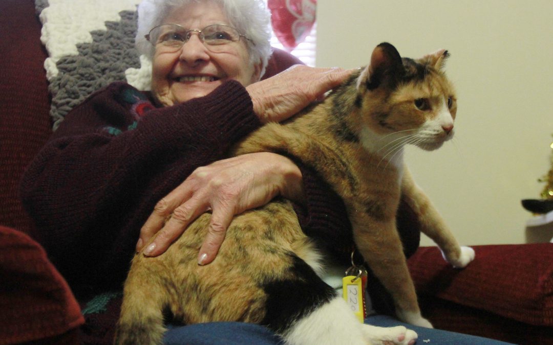 Calico cat takes up residence among seniors