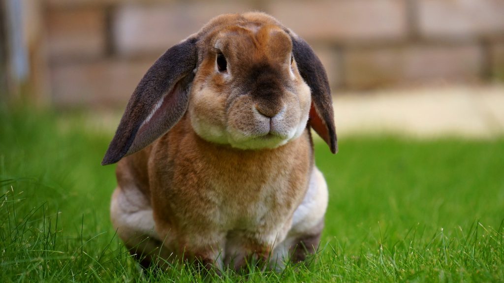 cute bunny in grass