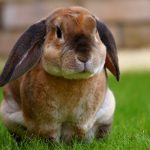 cute bunny in grass