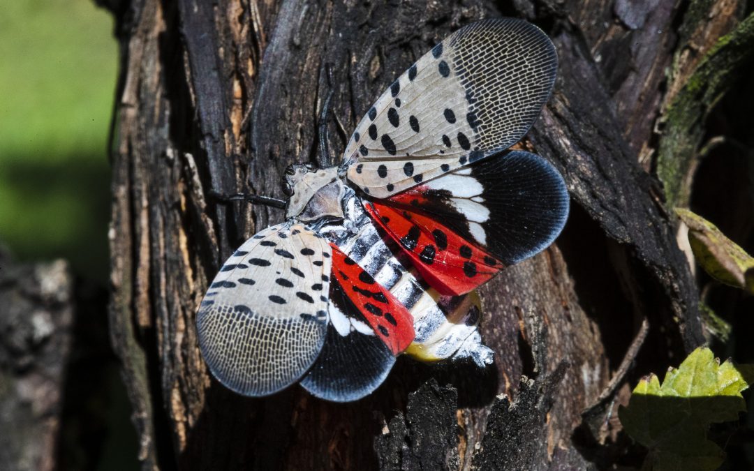 Watch out for lanternfly egg masses, experts warn