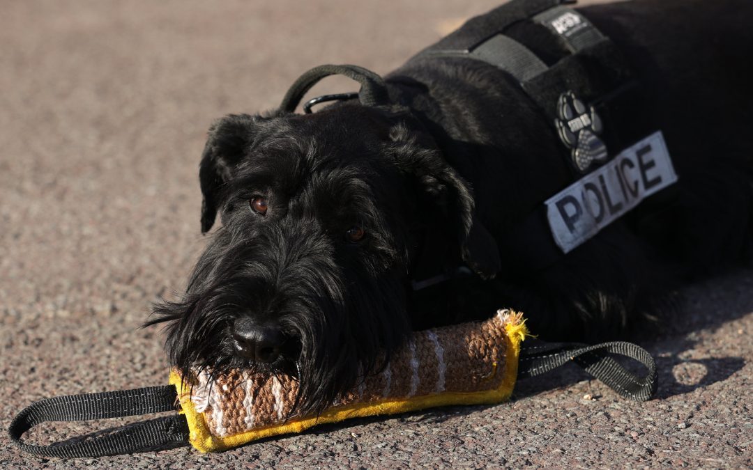 giant schnauzer police dog