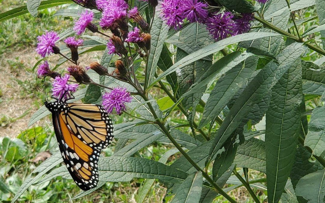 21 underappreciated butterfly plants for your garden