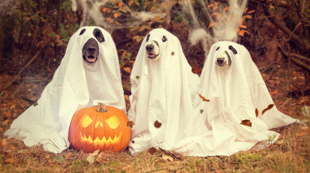 4 tips to celebrate Halloween with your pet