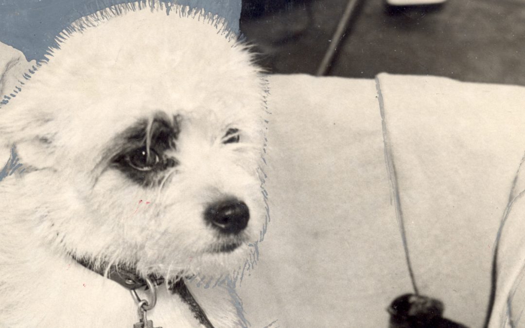 Time Warp, 1946 – Family Dog Takes A Shine To Motherhood