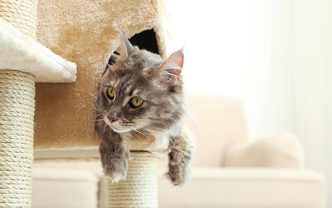 4 ways to help your new cat adapt to your home