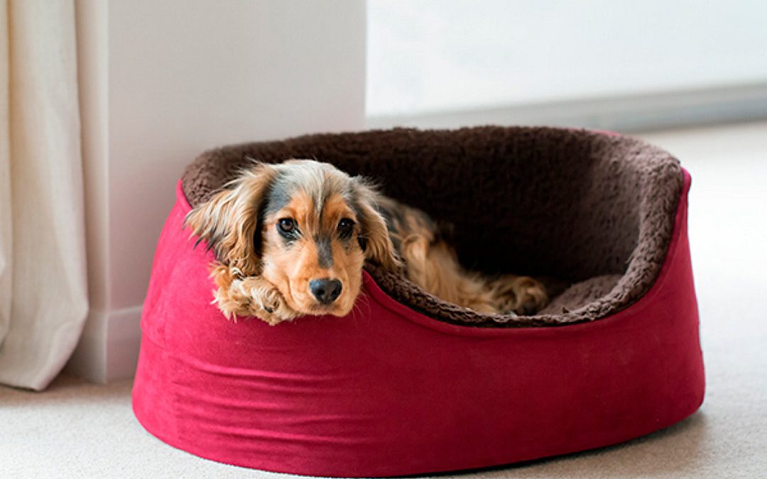 5 ways to give your furry friend a little extra love