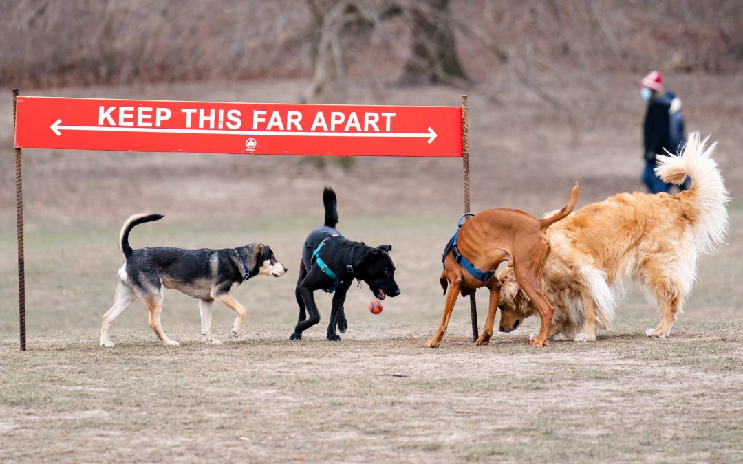 New pups hits the dog park; owners are nervous wrecks