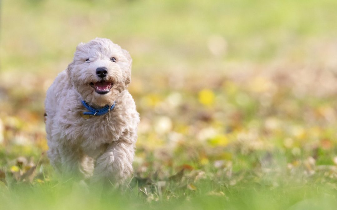 Dog park plans moving forward