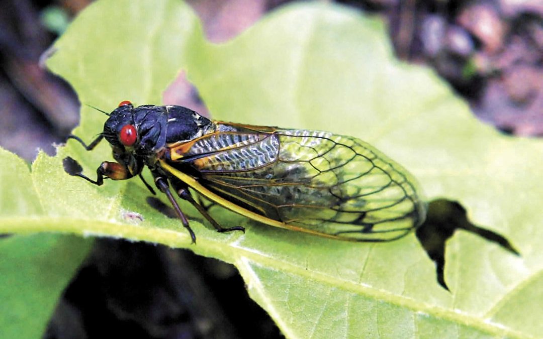 Cicadas to come calling after 17 years