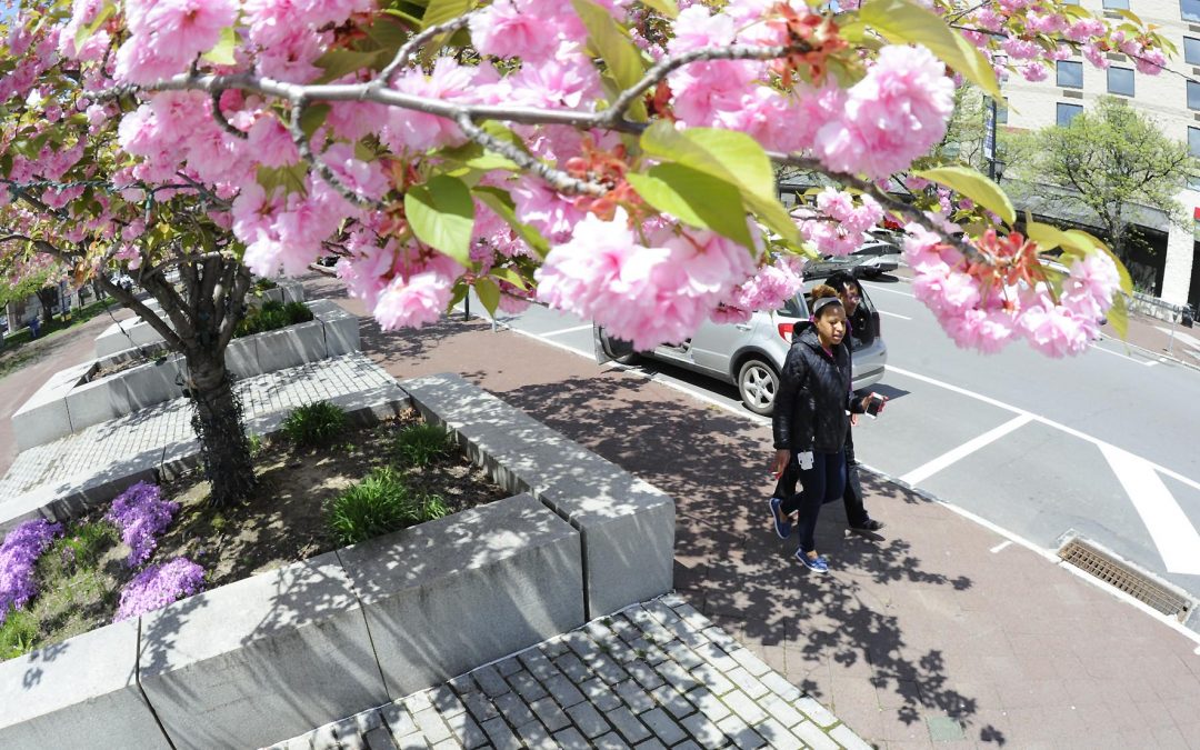 Smaller Cherry Blossom Festival planned outside Skateaway