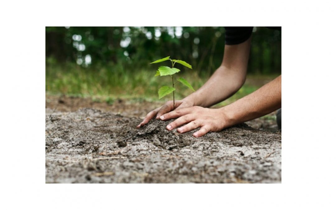 Volunteers needed to help with tree planting in Centralia