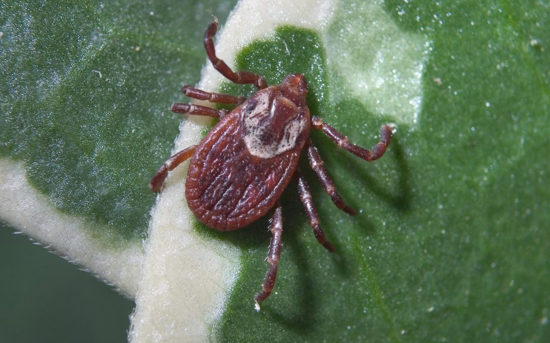ID tick species, diseases they carry