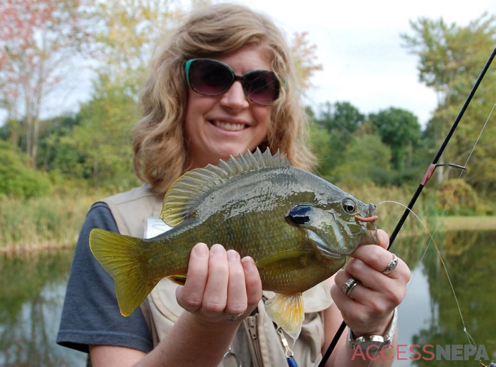 Now is the time for busting feisty springtime bluegills