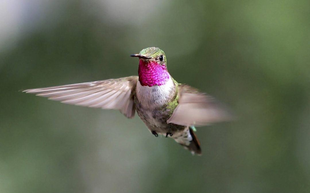 Keep hummingbirds happy in your garden