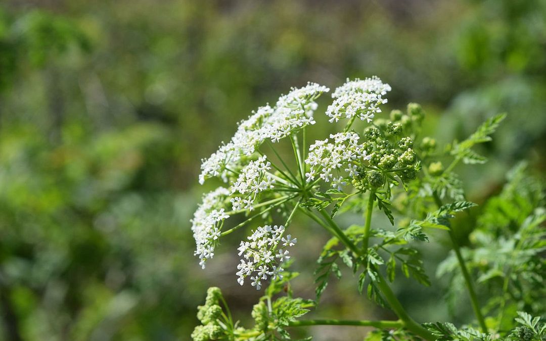 Deadly poisonous plant widespread in state now in bloom