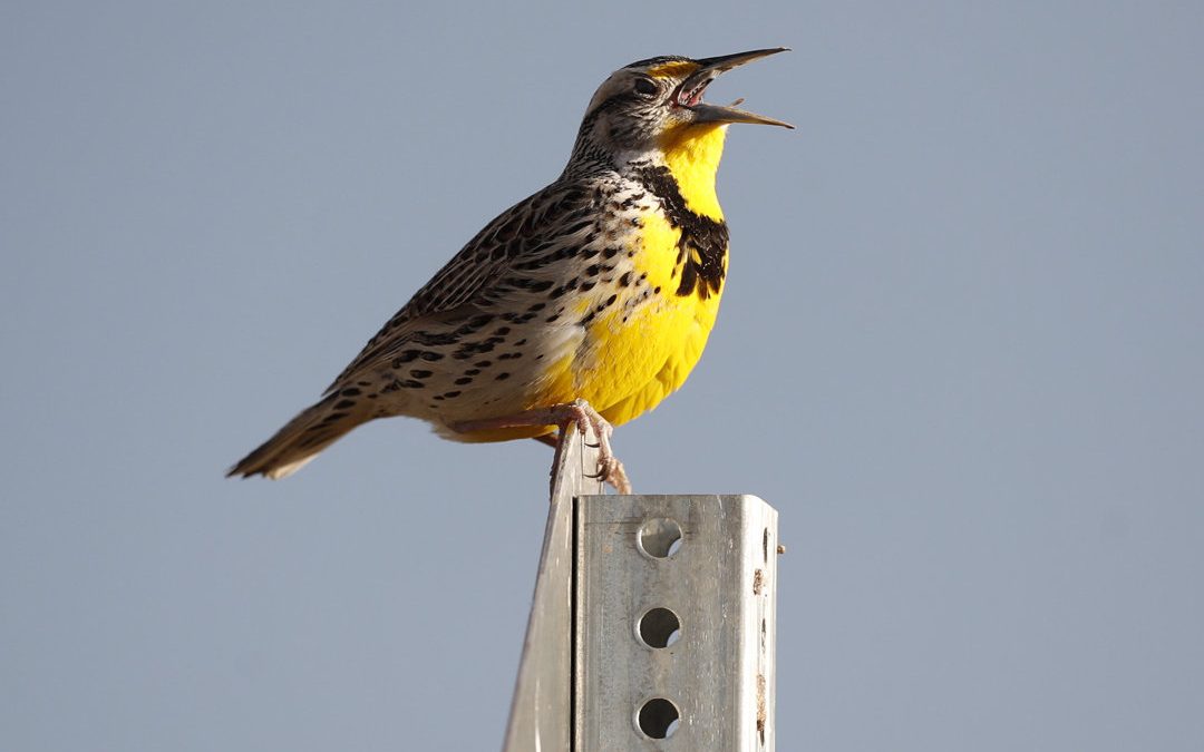 Meadowlarks: The flutists of our hayfields