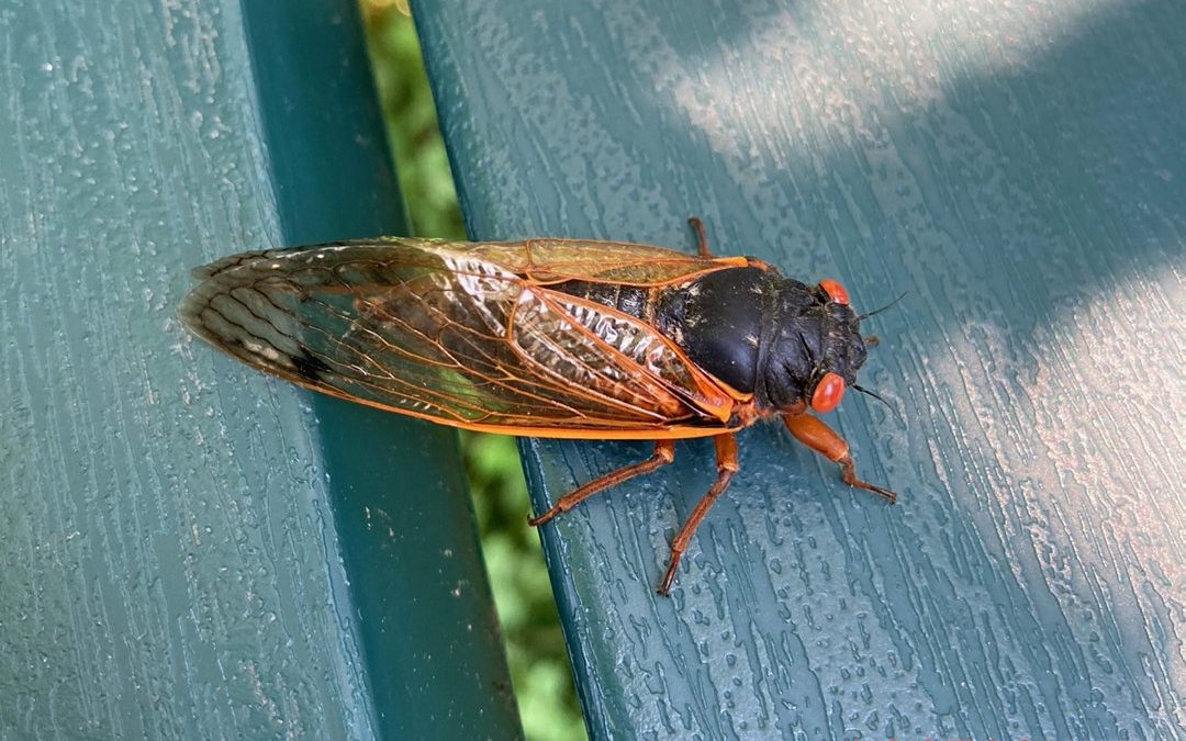 Cicadas mostly absent in Lackawanna County