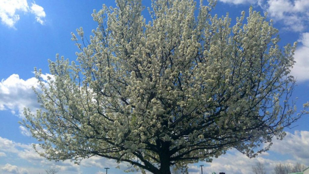 Opinion: PA should stop sale of Bradford pear trees
