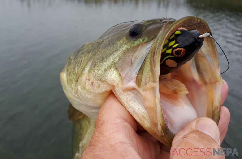 Frog lures a great choice for summer bass fishing