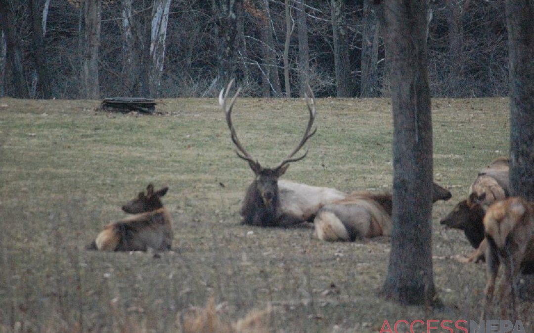 Elk Expo coming this weekend