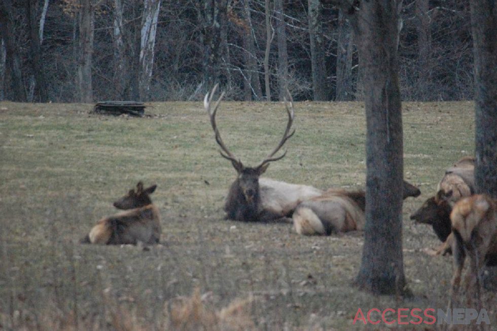 Elk Expo coming this weekend Access NEPA