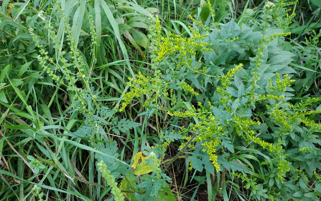 Blame ragweed for late-summer sneezes